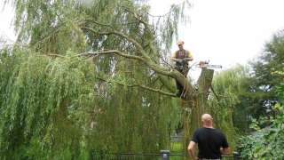 Hoofdplaat bomen rooien